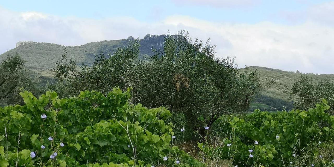 Le Mimosa Bed & Breakfast Saint-Saturnin-de-Lucian Exterior foto