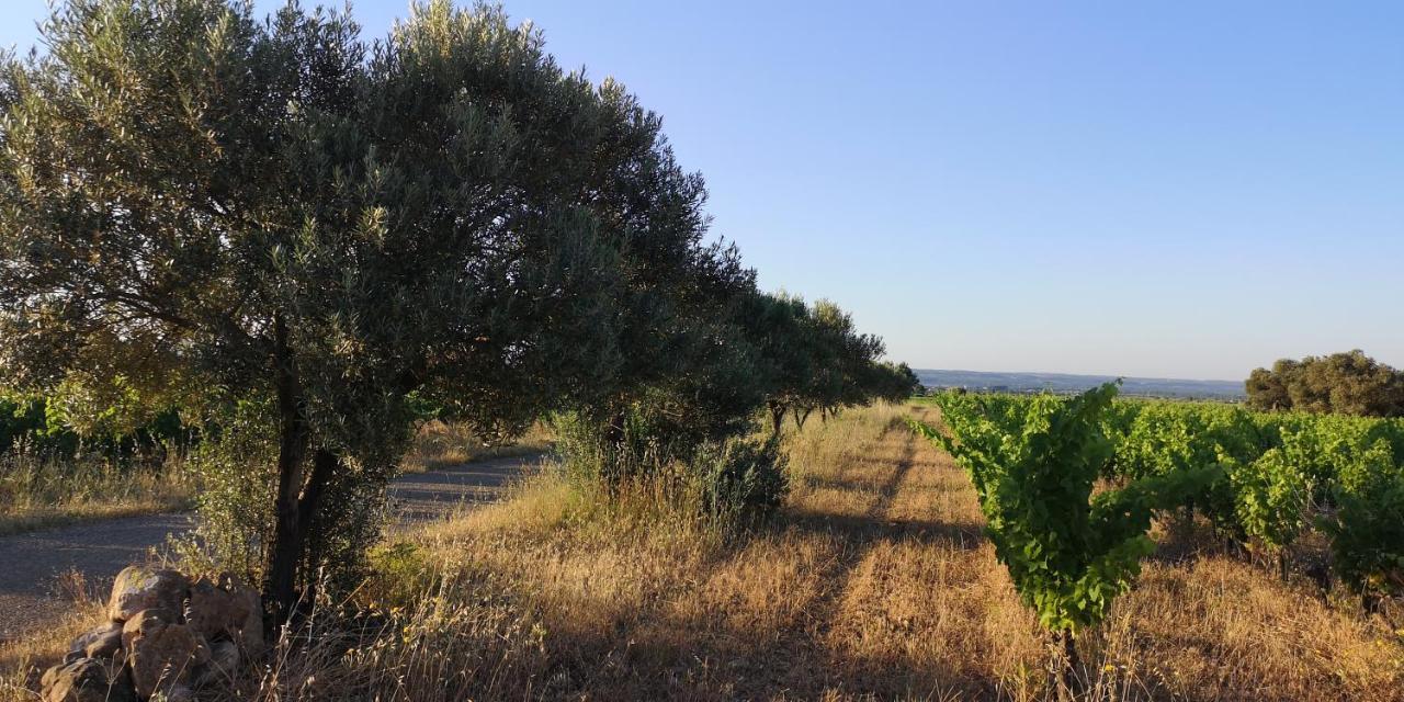 Le Mimosa Bed & Breakfast Saint-Saturnin-de-Lucian Exterior foto