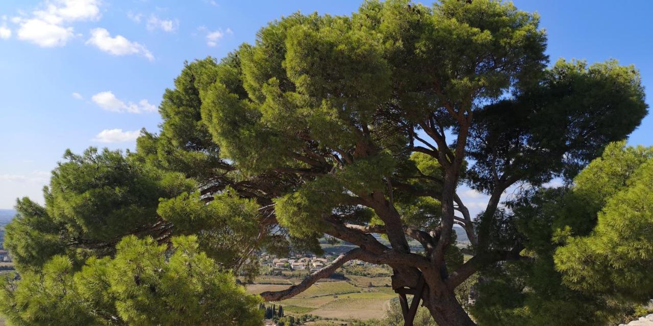 Le Mimosa Bed & Breakfast Saint-Saturnin-de-Lucian Exterior foto